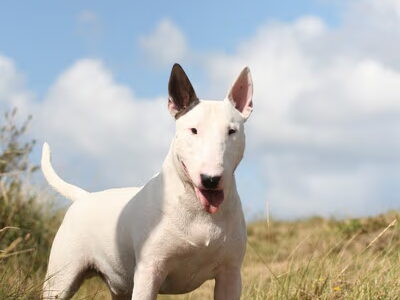 Bull Terrier
