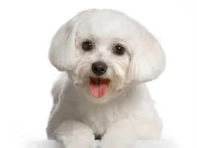 Maltezer