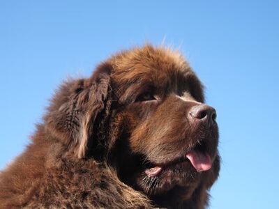 Newfoundlander