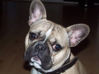 Franse Bulldog