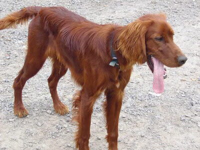 Ierse Setter