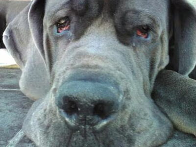 Duitse Dog, blauw