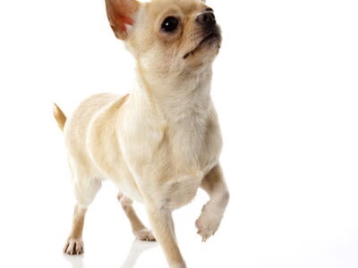 Chihuahua
