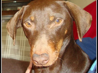 Podenco Maneto