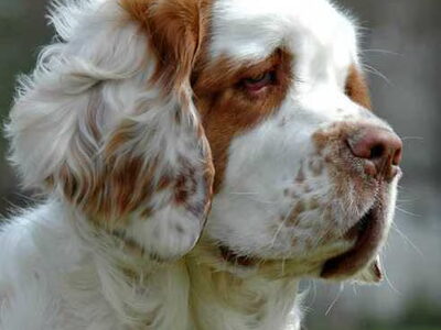 Clumber Spaniel