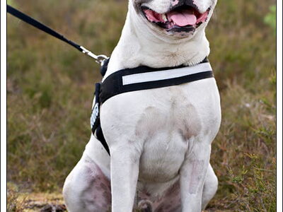 American Staffordshire Terrier