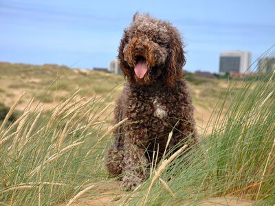 Barbet
