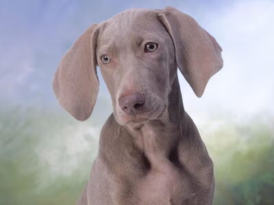 Weimaraner