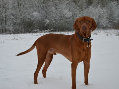Vizsla Korthaar