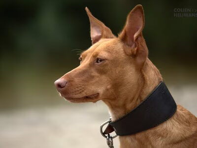 Podenco Andaluz