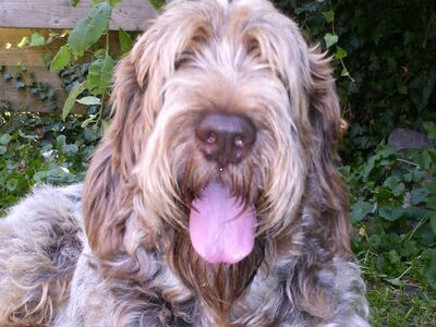 Spinone Italiano