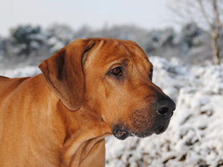 Rhodesian Ridgeback