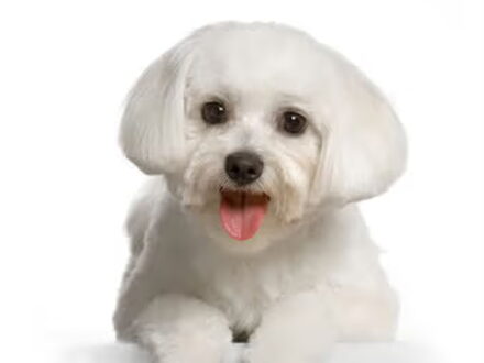 Maltezer