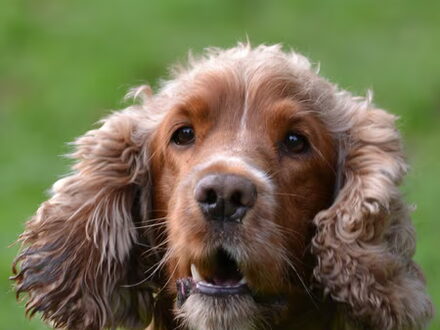 Engelse Cocker Spaniel
