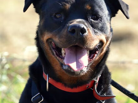 Rottweiler