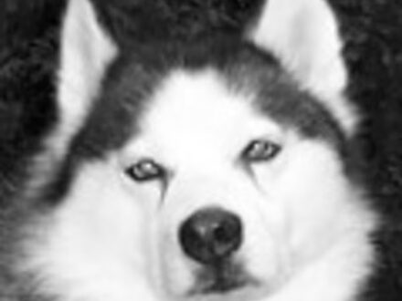 Siberian Husky