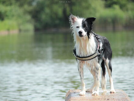 Border Collie