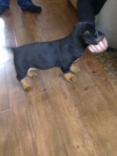 puppy er bij