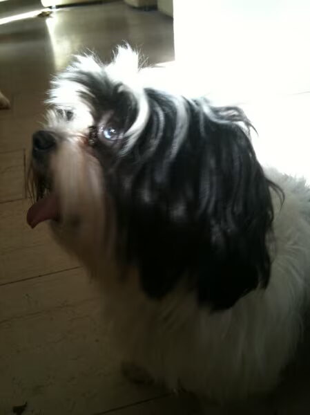 Stout hondje! 