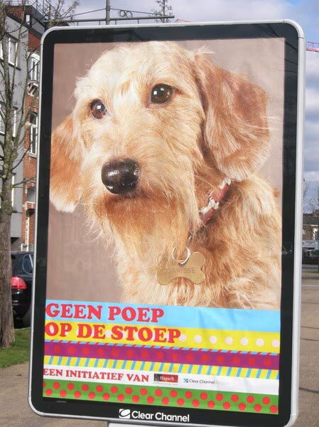 hondenfotoshoot gewonnen!