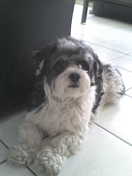 onze hond Sparky