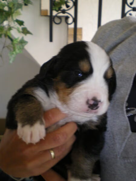 Onze kleine lieve Nelson...