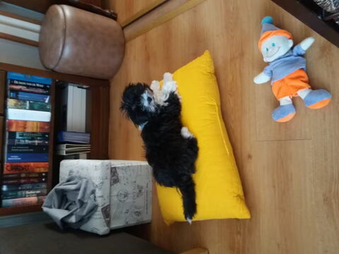 Mijn puppy...
