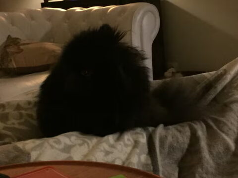 Onze Nio