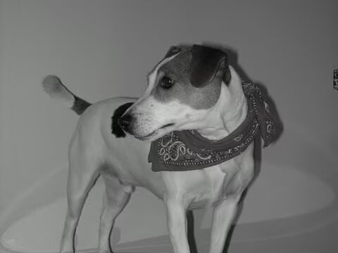 Agressie en angst bij Parson Russell Terriers