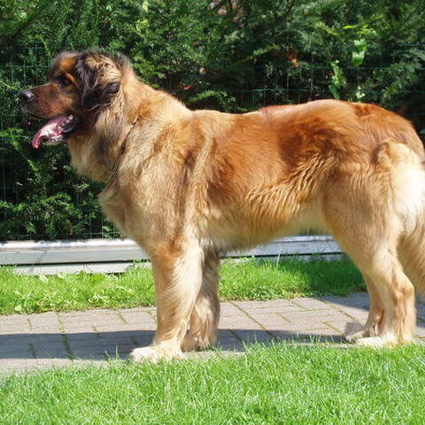 Leonberger