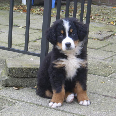 Berner Sennenhond