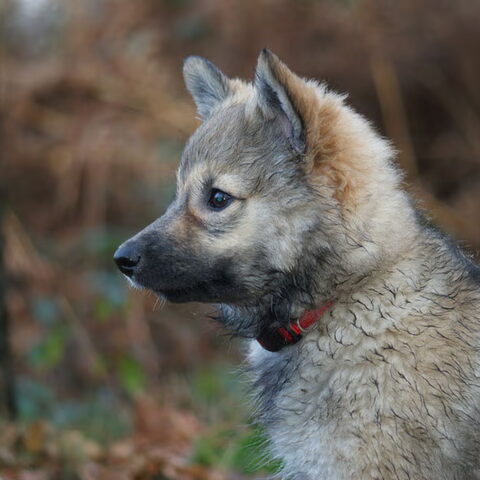 IJslandse Hond