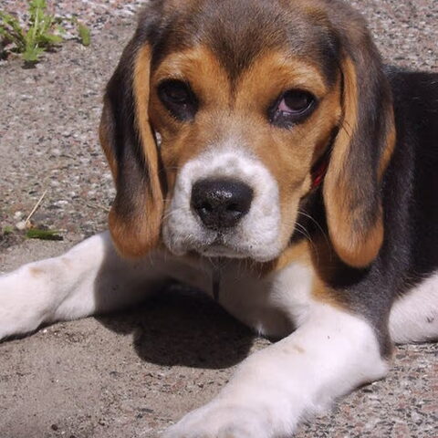 Beagle
