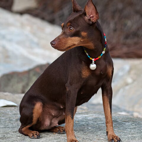 Dwergpinscher