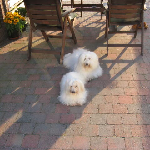 Coton de Tulear