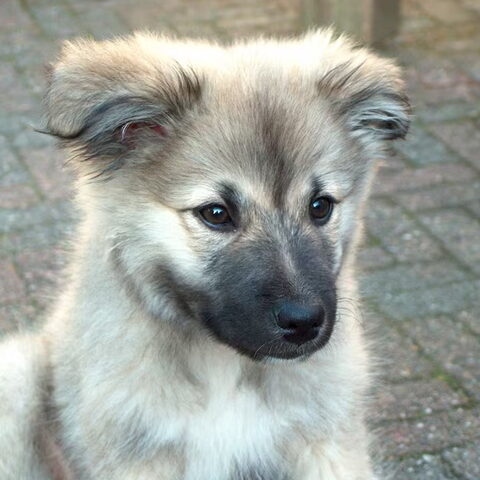 IJslandse Hond