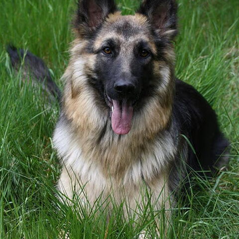 Duitse Herder