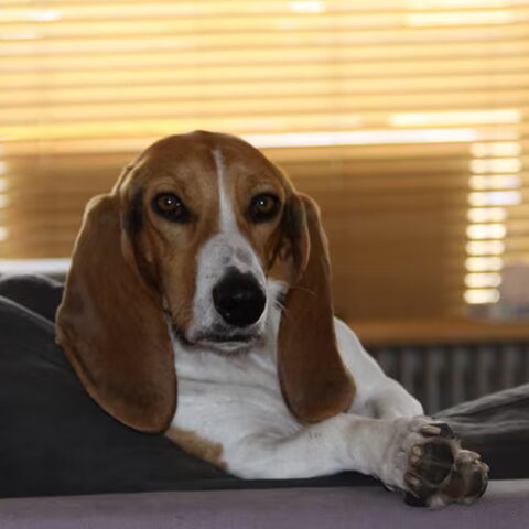 Basset Artesien Normand