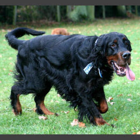 Gordon Setter