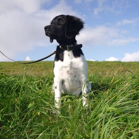 Stabyhoun