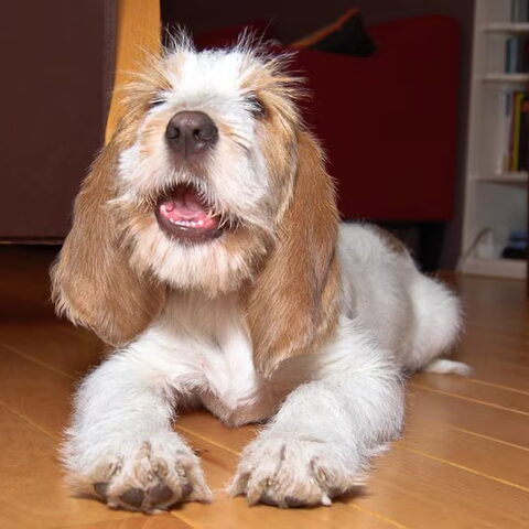 Grands Bassets Griffons Vendéens