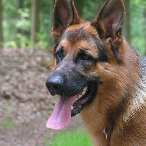 Duitse Herder