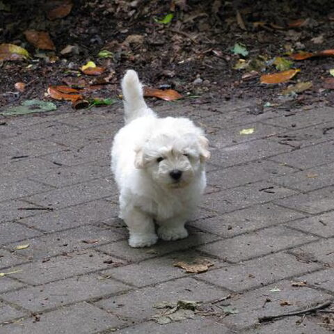 Coton de Tulear