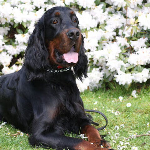 Gordon Setter