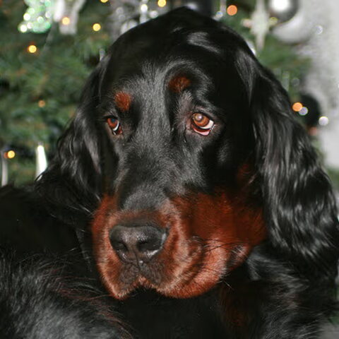 Gordon Setter