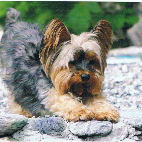 Yorkshire Terrier