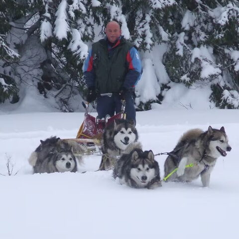 Alaskan Malamute