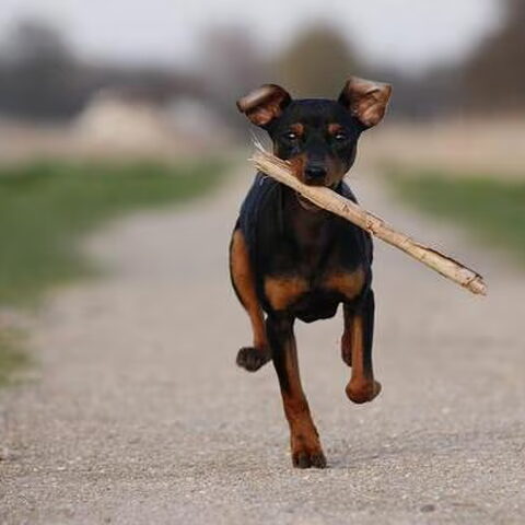 Dwergpinscher