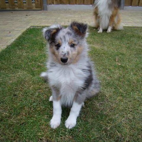 Sheltie
