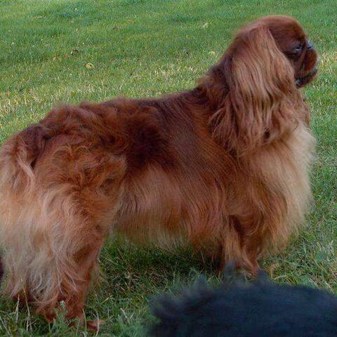 King Charles Spaniel